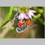 Sphecodes sp - Blutbiene 1ba 8mm Paarung - Sandgrube Niedringhaussee.jpg